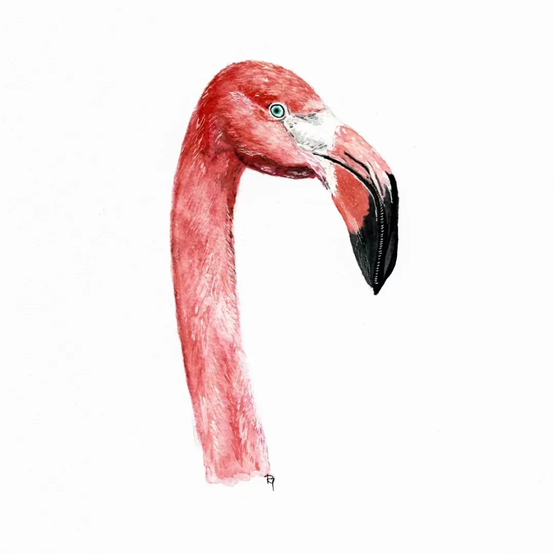 Koliber Plakat Którędykolwiek